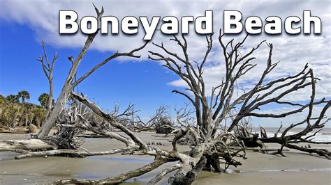 Boneyard Beach Botany Bay Edisto Island Sc Daytrip From Charleston
