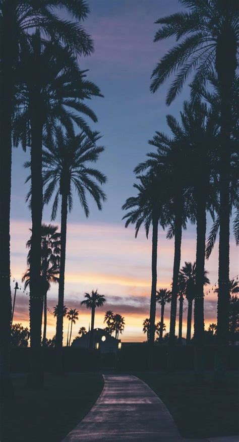 palm tree iphone wallpapers ntbeamng