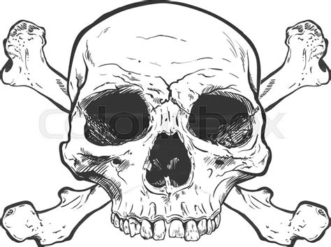 The Best Free Human Skull Vector Images Download From 3253 Free