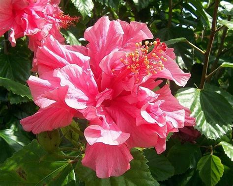 Fejka pianta artificiale con vaso. Pianta con fiori rosa - Fiori di piante - Pianta dai fiori ...