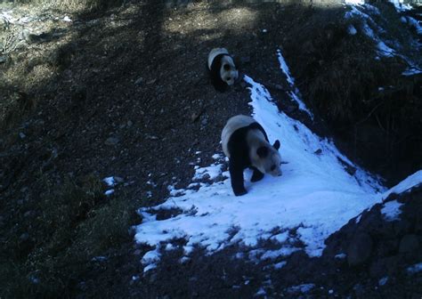 Exclusive Camera Trap Photos Rare Glimpse Into Panda Habitat