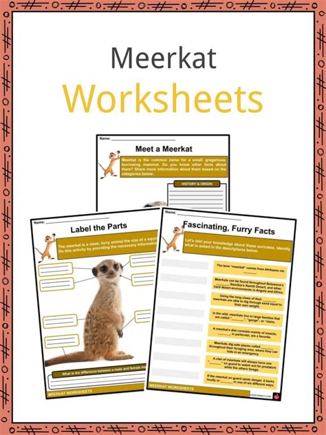 Meerkat Facts Worksheets Etymology And Taxonomy For Kids