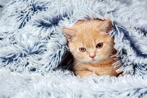 Cute Little Red Kitten Peeking Out From Under The Soft Warm Blue