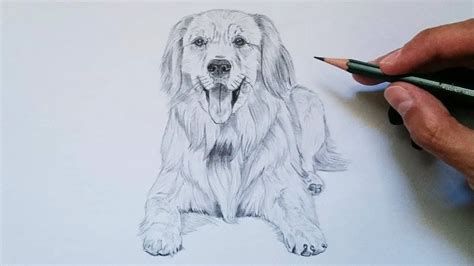 Animales Para Dibujar A Lapiz Faciles Como Dibujar Un Perro Paso A Paso