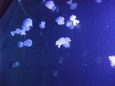 White Spotted Jellyfish At Lisbon Oceanarium 250511 Zoochat