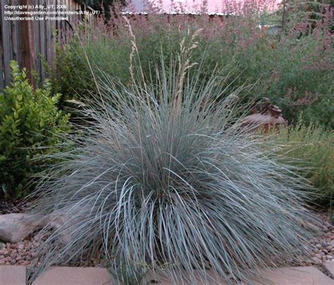 Plantfiles Pictures Blue Oat Grass Helictotrichon Sempervirens 8 By