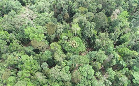 Bagaimana Peran Konservasi Hutan Dalam Upaya Pencegahan Pemanasan Global
