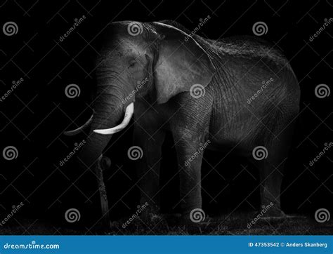 Old African Elephant Working Stock Photo Image Of Texture Species
