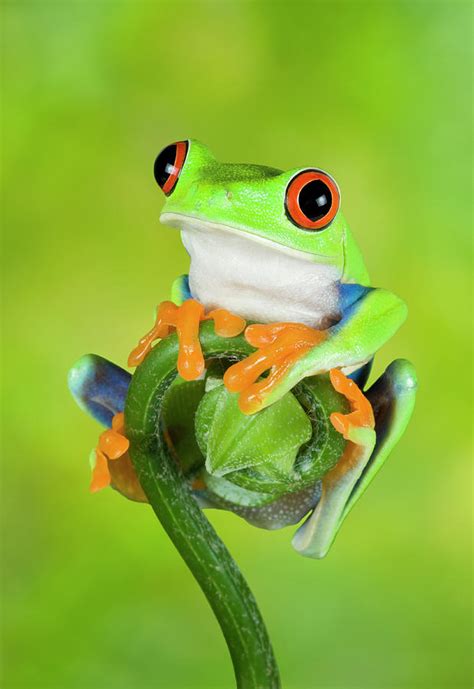 Stripey The Red Eyed Tree Frog Photograph By Gail Shumway Fine Art