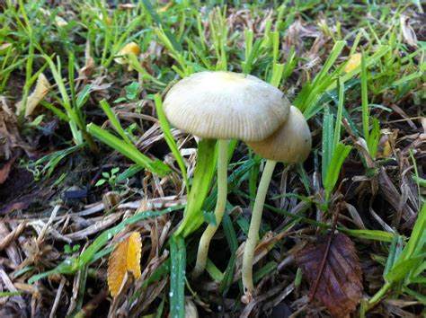 Magic Mushroom Hunting And Identification Shroomery