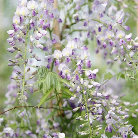 wisteria sinensis prolific glycine de chine à grappes de fleurs lavande