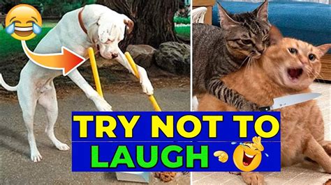 9 Minutes Of Funny Dog And Cat Videos Part 2 Youtube