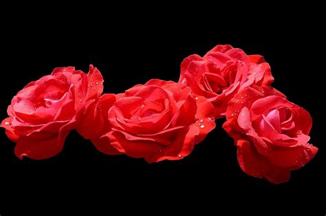Red Rose With Black Background Images
