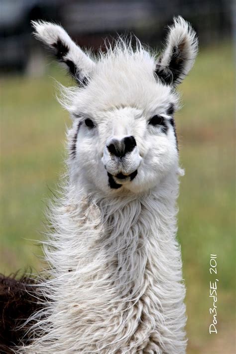 Smiling Llama Hedrickss Exotic Animal Farm Taken During Flickr