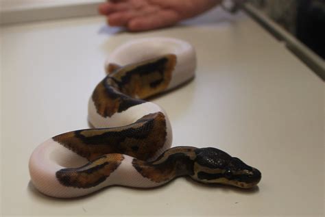 7 Piebald Ball Python Facts And Breeding Guide Onurbicycle