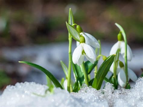 How To Grow And Care For Snowdrops Lovethegarden