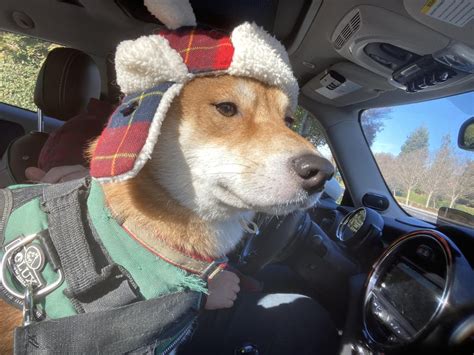 Comrade Doge Going To The Snow Shiba
