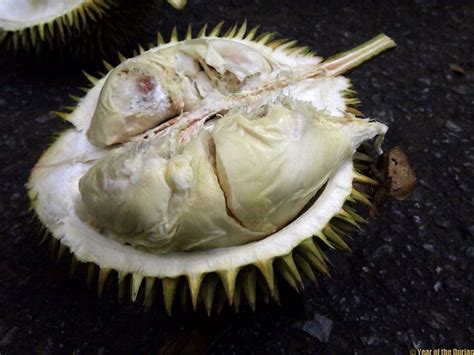 Tropical Gardening Helpline Growing Durian Fruit West