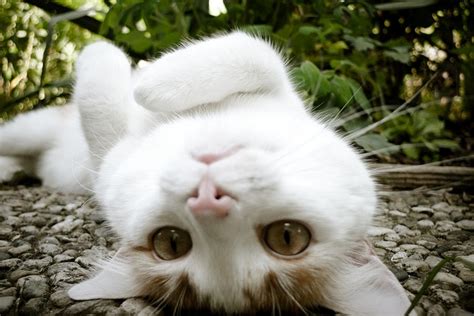 Cat Lying Upside Down Giggles Pinterest