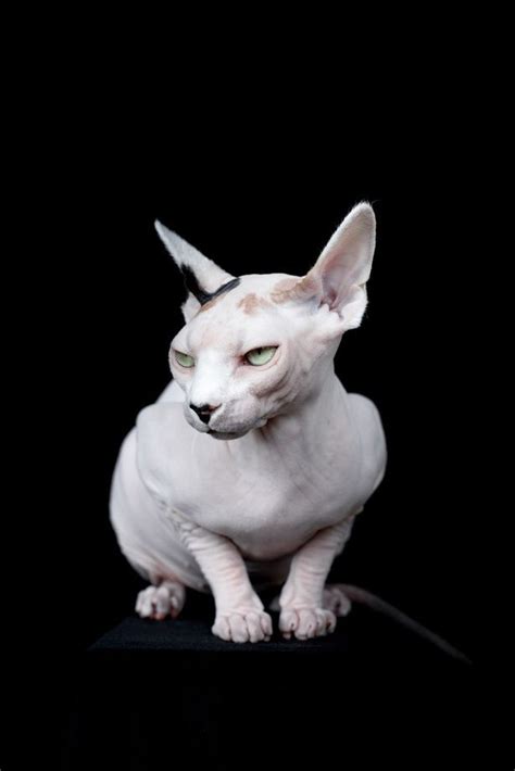 I Really Like Photographer Alicia Rius Collection Of Images Depicting Various Sphynx Catsoff