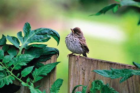 13 Super Cute Photos Of Baby Birds You Need To See Birds And Blooms