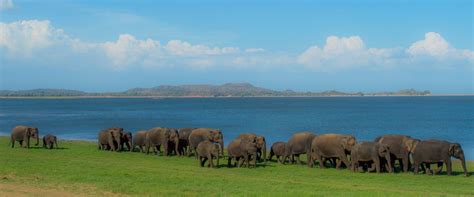 Minneriya Elephant Gathering Tour Heritance Kandalama