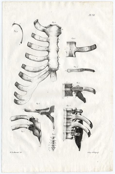 Human body rib cage anatomy anterior and right lateral view. Antique Print-HUMAN ANATOMY-RIB CAGE-BONES-Cloquet-1821 ...