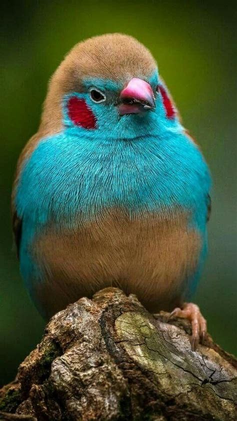 Most Beautiful Birds In The World 🐦 Beautiful Birds Most Beautiful