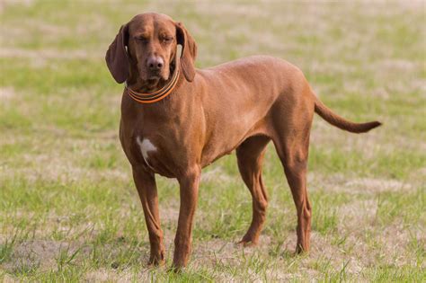 Redbone Coonhound Dog Breed Characteristics And Care