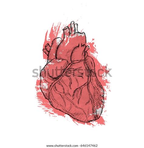 Hand Drawn Human Heart Anatomy Doodle Stock Vector Royalty Free 646147462
