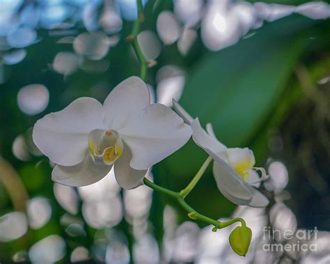 White Orchid Photograph By Susan Rydberg Fine Art America