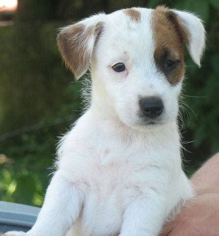Adoptions by appointment are available. Beautiful Jack Russell Puppies FOR SALE ADOPTION in Canada ...
