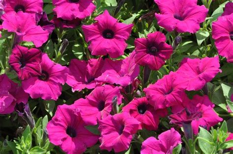 16 Annuals That Bloom All Summer Long Natalie Linda Summer Blooming