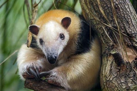 The Cutest Animals In South America Realwords