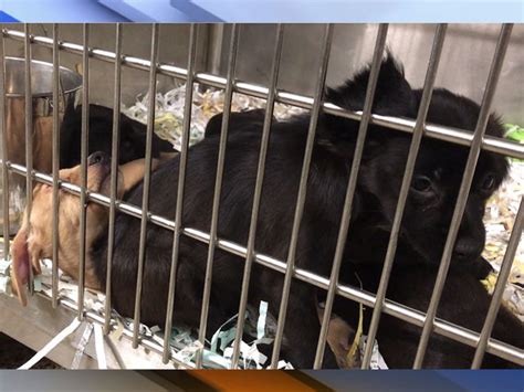 Abandoned Crate Of Puppies Found On Side Of Road In Hillsborough County