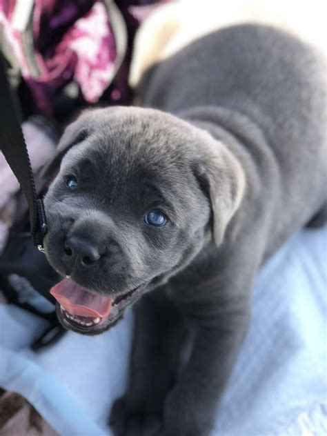 6 Wk Old Cane Corso Cane Corso Best Dogs Animals