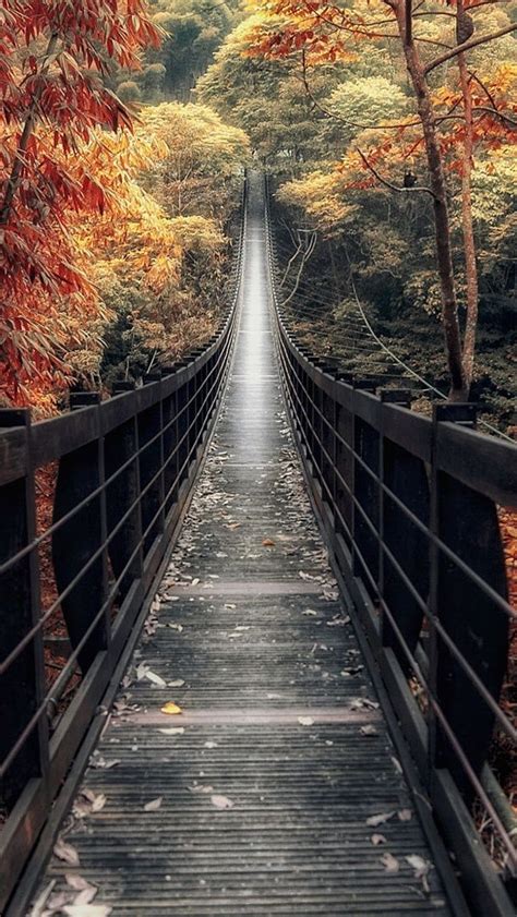 Footbridge In The Fall Forest Backiee