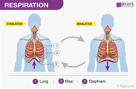 Mechanism Of Breathing Explore Mechanism Of Respiration In Detail