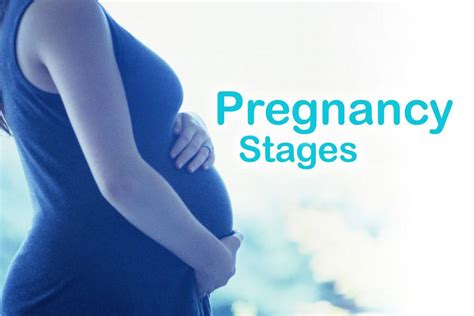 Pregnancy Stages The Trimesters