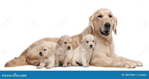 Golden Retriever Mother 5 Years Old Stock Image Image Of Lying