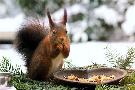 Kostenlose Foto Winter Tier Tierwelt Säugetier Eichhörnchen