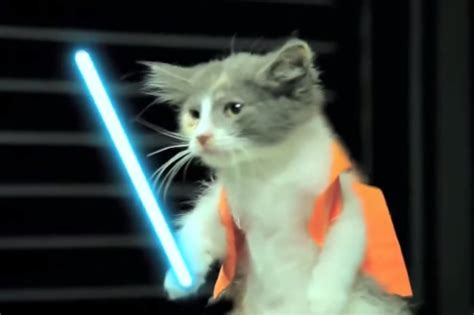 282 Days Until Star Wars Watch Cats Battle For The Galaxy