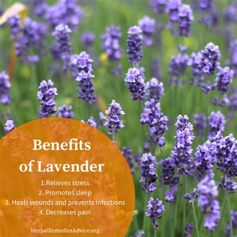 Lavender Plant Benefits Nanifootball