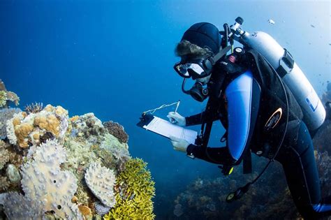 A New Hope For Coral Reefs Largest Ever Study Of Coral Communities