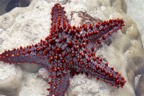 12 Types Of Saltwater Starfish For Aquariums With Pictures Pet Keen