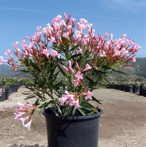 Dwarf Pink Oleander