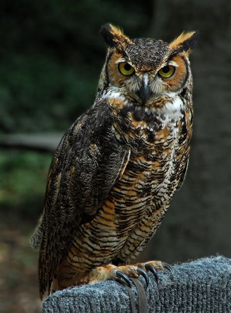 Los Seres Vivos El Búho Owl Photography Horned Owl Owl