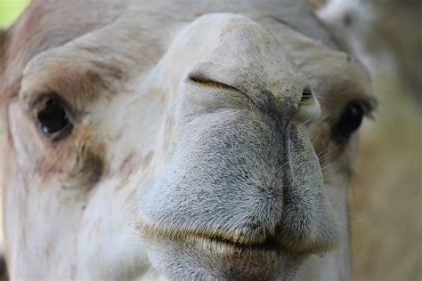 Dromedario Camello Nariz Labios Detalle Curioso Pie Animal