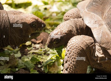 Aldabra Giant Tortoise Stock Photo Alamy