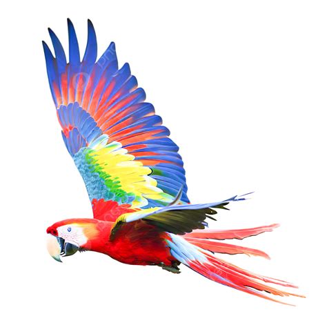 รูปนกแก้วมาคอว์สีแดงบินอยู่บนพื้นหลังสีขาว Png นกแก้ว บิน นกภาพ Png